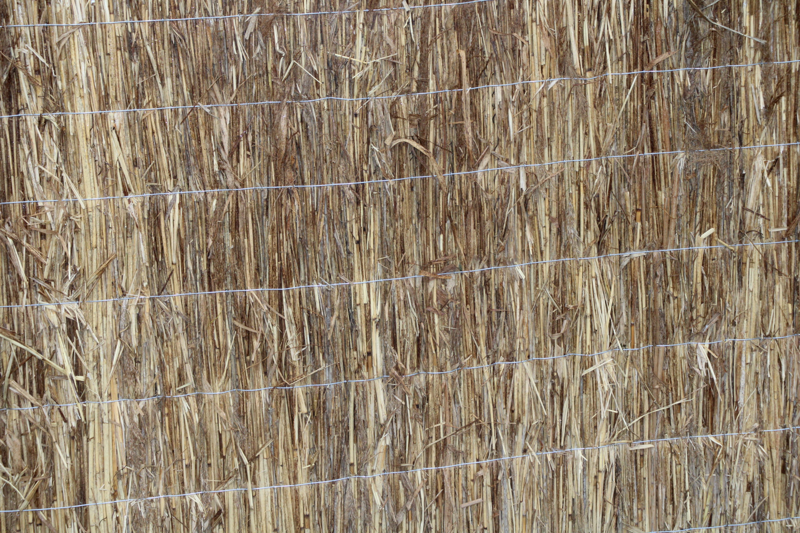 Rietplaat Aruba - Afbeelding 2