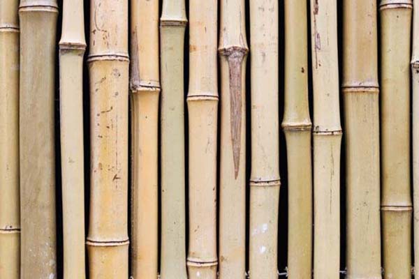 Een ‘natural look’ met een bamboe schutting Een ‘natural look’ met een bamboe schutting
