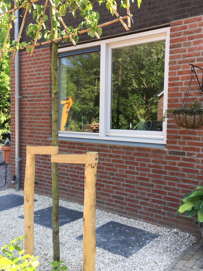 kastanjepaal boompaal